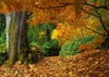Autumn_leaves